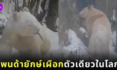 แพนด้ายักษ์เผือก