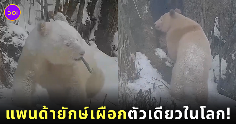 แพนด้ายักษ์เผือก