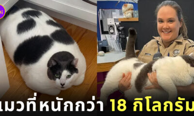 แพตเชส แมวอ้วน น้ำหนัก 18 กิโลกรัม