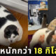 แพตเชส แมวอ้วน น้ำหนัก 18 กิโลกรัม