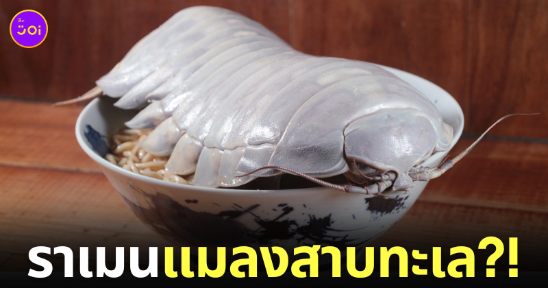ราเมนแมลงสาบทะเล ไอโซพอดยักษ์ Giant Isopod ร้าน Ramen Boy ไต้หวัน