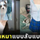 สาวจีน โชว์คลิปหุ่นแซ่บ เซ็กซี่ ตามหาหมาหาย