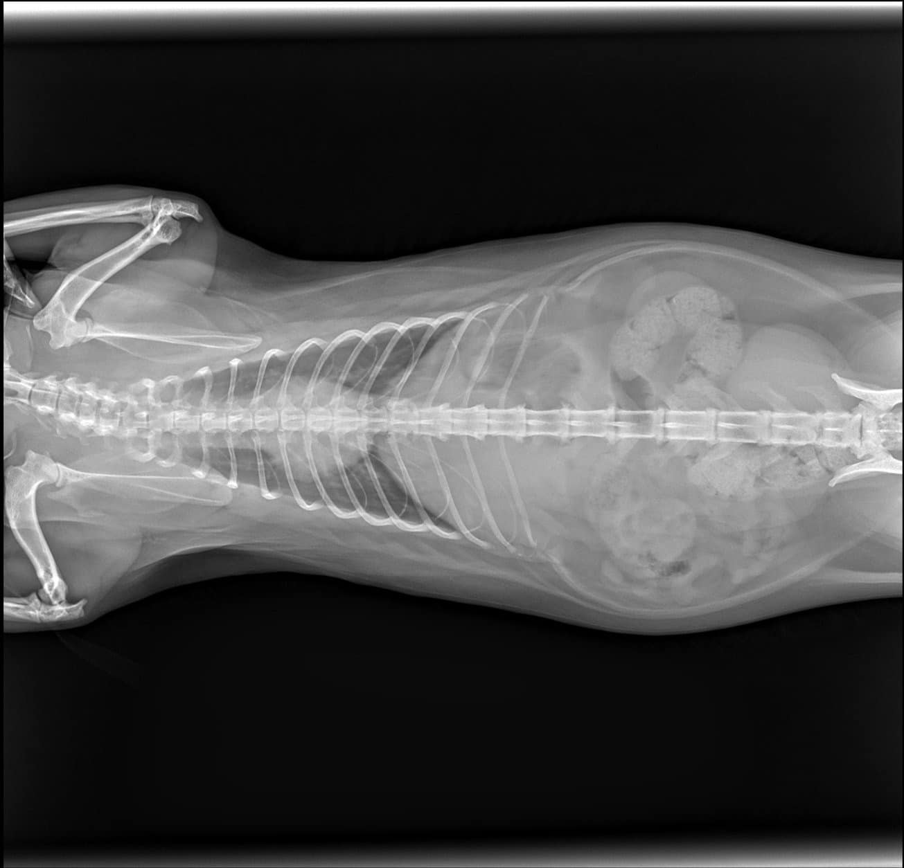 x ray น้องแมวตกคอนโด