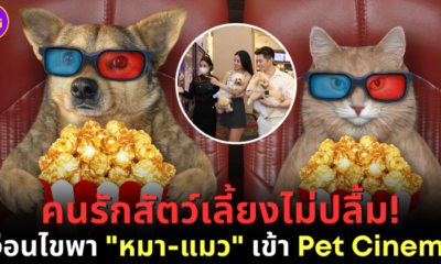 คนรักสัตว์เลี้ยงไม่ปลื้ม เงื่อนไขพา หมา แมว เข้า Pet Cinema