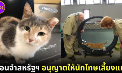 ปก เรือนจำเพนเดิลตันให้นักโทษเลี้ยงแมวรักษาสุขภาพจิตและพัฒนาตัวเอง