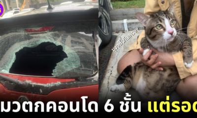 ปก แมวตกจากคอนโด เตรียมย้ายไปอยู่ต่างจังหวัด