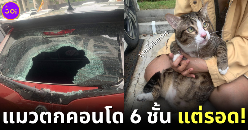 ปก แมวตกจากคอนโด เตรียมย้ายไปอยู่ต่างจังหวัด