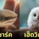 Cover สัตว์โลกตัวจิ๋ว ภาค 2
