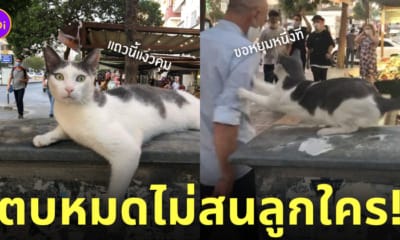 แมวจรจัด ชอบตบคน