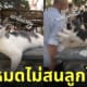 แมวจรจัด ชอบตบคน