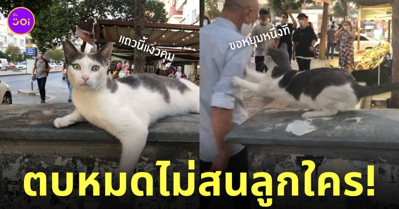 แมวจรจัด ชอบตบคน