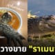 ราเมนจระเข้ ไต้หวัน
