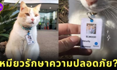 Elwood แมวเหมียว พนักงานรักษาความปลอดภัย