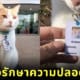 Elwood แมวเหมียว พนักงานรักษาความปลอดภัย