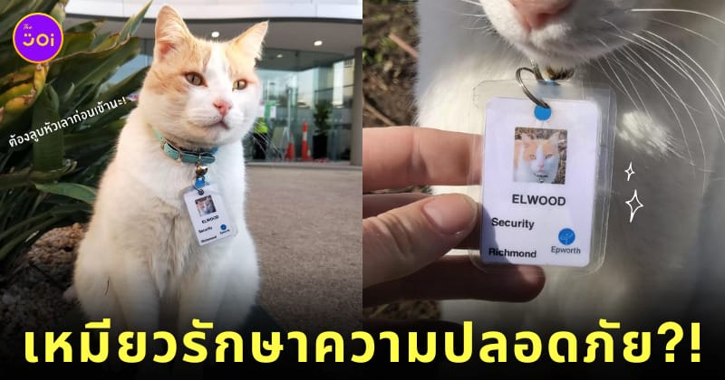 Elwood แมวเหมียว พนักงานรักษาความปลอดภัย
