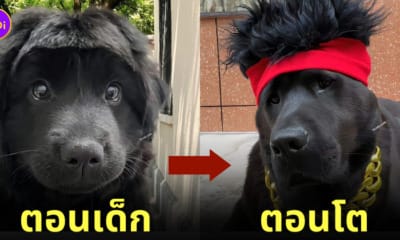 หมาดำ ทรงผมเฟี้ยว หน้าม้าเต่อ เต้าหมิงซื่อ
