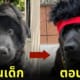หมาดำ ทรงผมเฟี้ยว หน้าม้าเต่อ เต้าหมิงซื่อ
