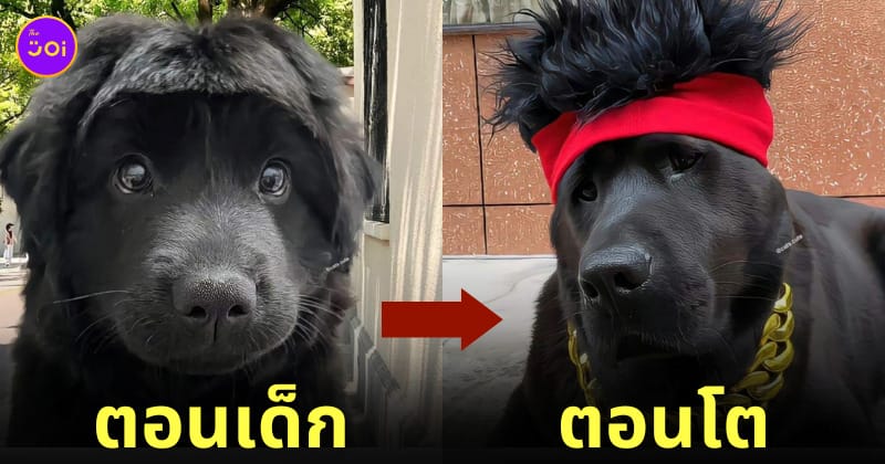 หมาดำ ทรงผมเฟี้ยว หน้าม้าเต่อ เต้าหมิงซื่อ
