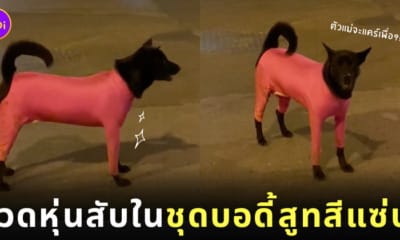 หมาใส่ชุดบอดี้สูท ตัวตึงร้อยเอ็ด tiktok
