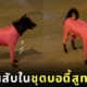 หมาใส่ชุดบอดี้สูท ตัวตึงร้อยเอ็ด tiktok