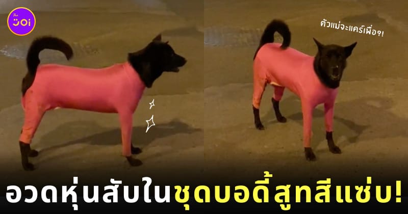หมาใส่ชุดบอดี้สูท ตัวตึงร้อยเอ็ด tiktok