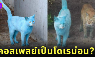 แมวสีขาว แมวสีฟ้า โดเรม่อน