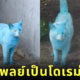 แมวสีขาว แมวสีฟ้า โดเรม่อน