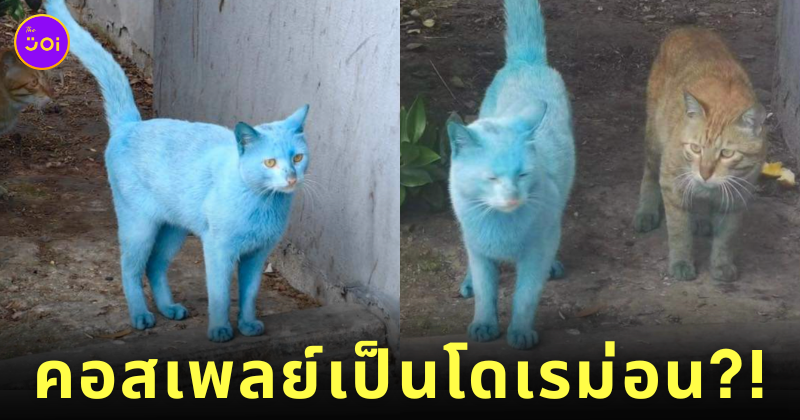 แมวสีขาว แมวสีฟ้า โดเรม่อน