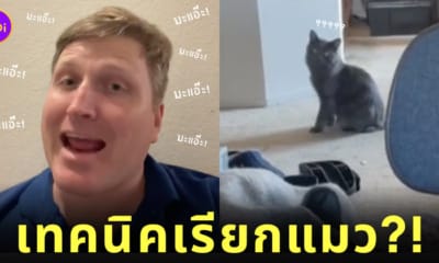 มะแอ๊ะ Ma-AH ภาษาแมว เรียกแมว TikTok