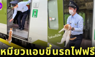 แมวส้มญี่ปุ่นแอบขึ้นรถไฟฟรี