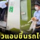 แมวส้มญี่ปุ่นแอบขึ้นรถไฟฟรี