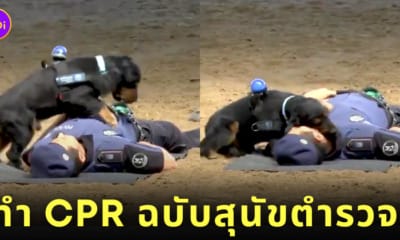 คลิปสุนัขตำรวจฝึกทำ CPR