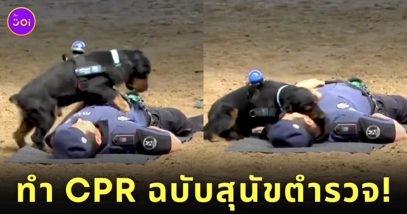 คลิปสุนัขตำรวจฝึกทำ CPR