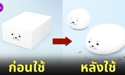 ยางลบแมวน้ำ ยางลบปลาซาคาบัมบาสปิส