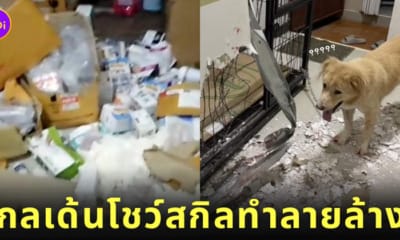 โกลเด้น รีทรีฟเวอร์ ทำลายของ TikTok โรงพยาบาลสัตว์กู๊ดเว็ท จะนะ สงขลา