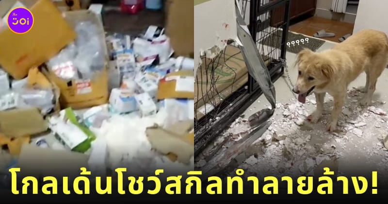 โกลเด้น รีทรีฟเวอร์ ทำลายของ TikTok โรงพยาบาลสัตว์กู๊ดเว็ท จะนะ สงขลา
