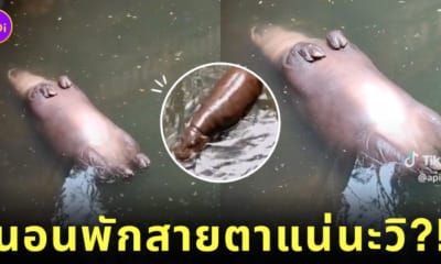 คลิปฮิปโปแคระนอนพักสายตา TikTok