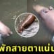 คลิปฮิปโปแคระนอนพักสายตา TikTok