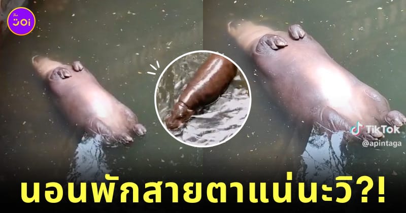 คลิปฮิปโปแคระนอนพักสายตา TikTok
