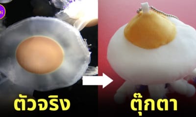 ตุ๊กตาแมงกะพรุนไข่ดาว ญี่ปุ่น