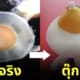 ตุ๊กตาแมงกะพรุนไข่ดาว ญี่ปุ่น