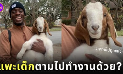 ลูกแพะเดินสะกดรอยตามทาสไปที่ทำงาน