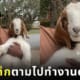 ลูกแพะเดินสะกดรอยตามทาสไปที่ทำงาน