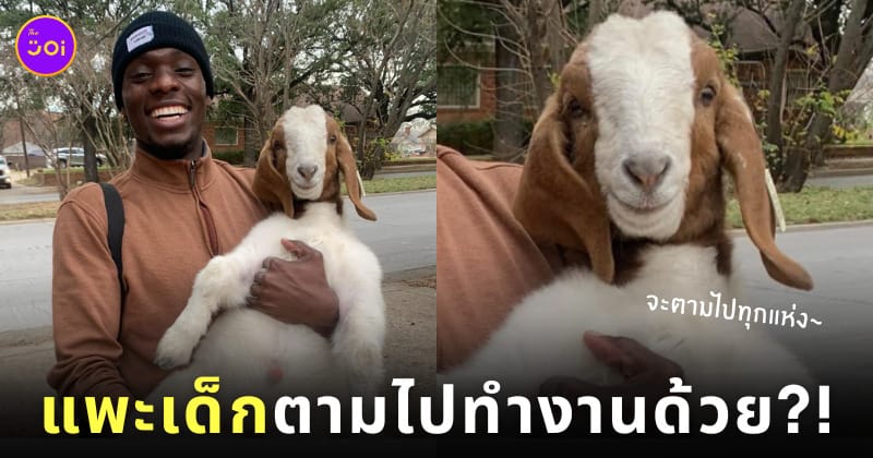 ลูกแพะเดินสะกดรอยตามทาสไปที่ทำงาน
