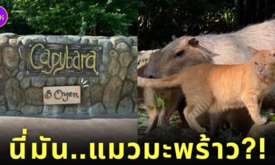 โอเยน Oyen แมวส้ม หมามะพร้าว คาปิบาร่า Zoo Negara