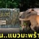 โอเยน Oyen แมวส้ม หมามะพร้าว คาปิบาร่า Zoo Negara