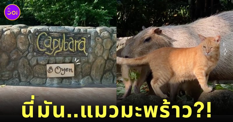 โอเยน Oyen แมวส้ม หมามะพร้าว คาปิบาร่า Zoo Negara