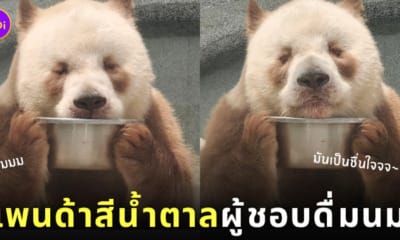 ชีไจ่ Qi Zai แพนด้าสีน้ำตาล กินนมในชาม