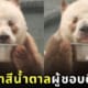 ชีไจ่ Qi Zai แพนด้าสีน้ำตาล กินนมในชาม