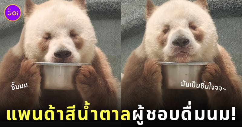 ชีไจ่ Qi Zai แพนด้าสีน้ำตาล กินนมในชาม